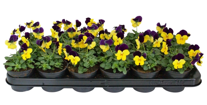 <h4>Viool corr geel paarse vlag p9</h4>