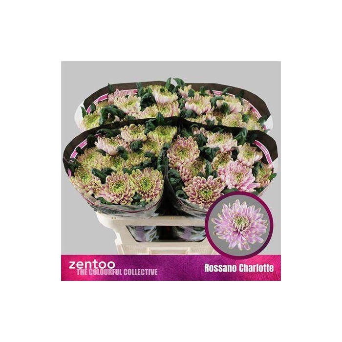 <h4>Chr G Rossano Charlotte</h4>