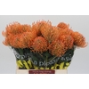 Nutans Ayoba Mandarin Zest
