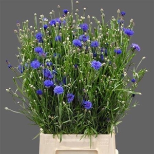 Centaurea Cyanus Blue