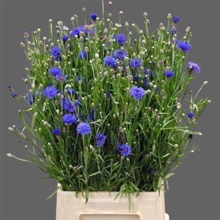 <h4>Centaurea Cyanus Blue</h4>