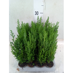 Chamaecyparis laws. 'Ellwoodii'