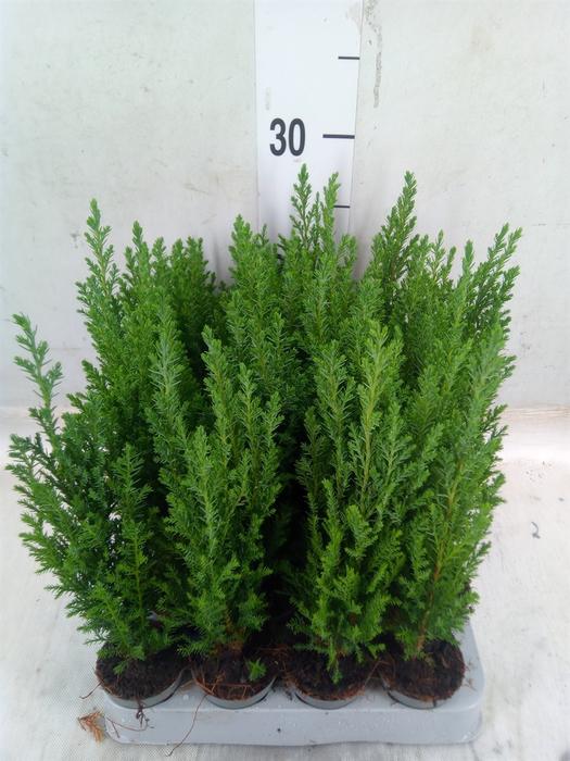 <h4>Chamaecyparis laws. 'Ellwoodii'</h4>