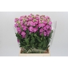 Matthiola Iron Pink