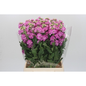Matthiola Iron Pink