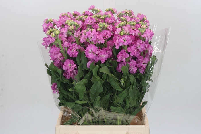 <h4>Matthiola Iron Pink</h4>