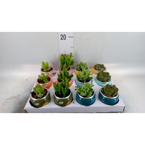 Succulents   ...