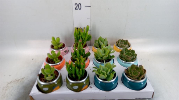 <h4>Succulents ...</h4>