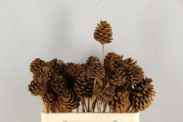 <h4>Stick Pine Cone Cinnamon Dust</h4>