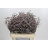 Limonium Safora Oshi Pink