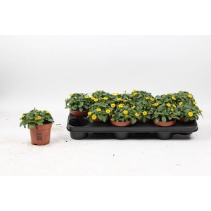 SANV PROCUMBENS