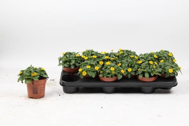 <h4>SANV PROCUMBENS</h4>