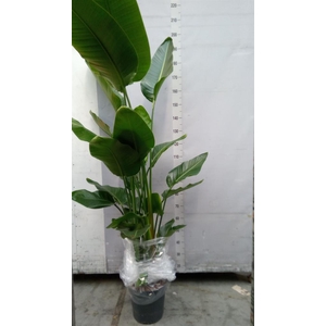 Strelitzia nicolai