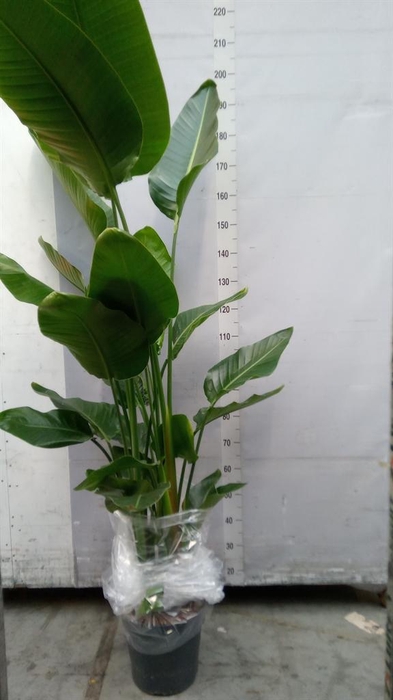 <h4>Strelitzia nicolai</h4>
