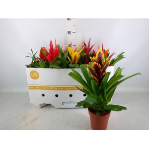 Vriesea   ...mix 8