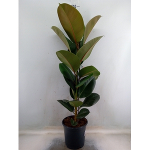 Ficus elastica 'Robusta'