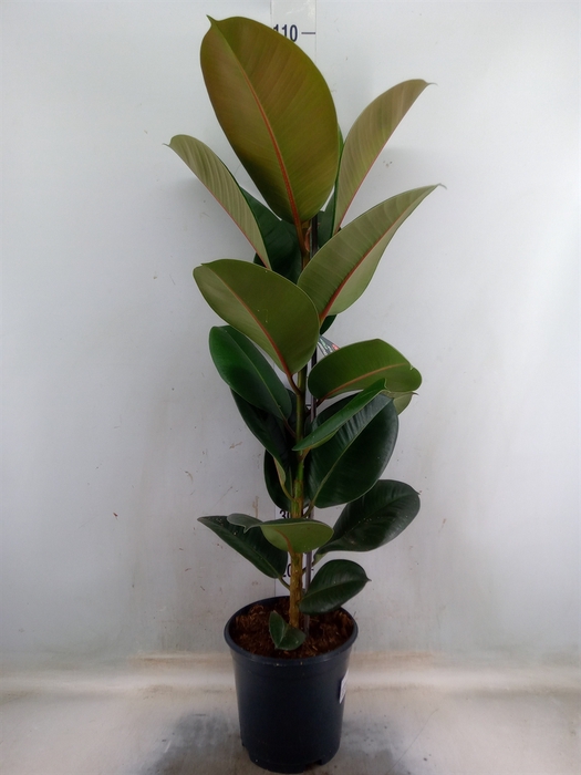 <h4>Ficus elastica 'Robusta'</h4>