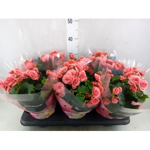 Begonia elat. DU 'Borias'