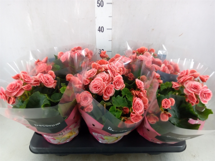 <h4>Begonia elat. DU 'Borias'</h4>