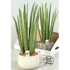 SANSEV CYLINDRICA OV