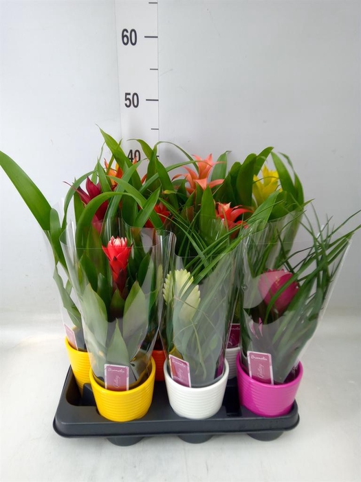 <h4>Bromelia   ...mix</h4>