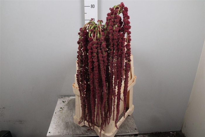 <h4>Amar Ca Rosary</h4>