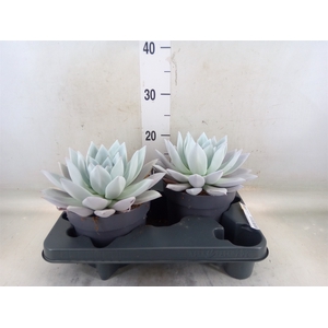 Echeveria  'Mexican Giant'