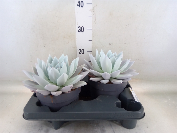 <h4>Echeveria  'Mexican Giant'</h4>