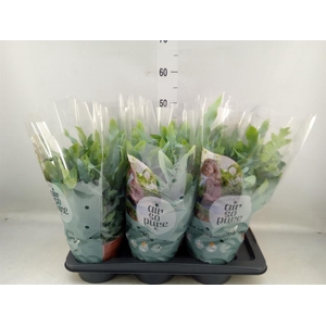 Phlebodium aureum 'Blue Star'