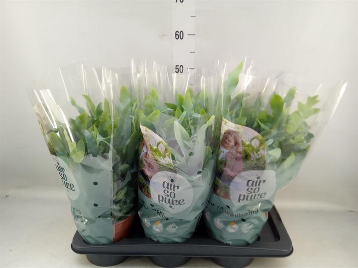 <h4>Phlebodium aureum 'Blue Star'</h4>