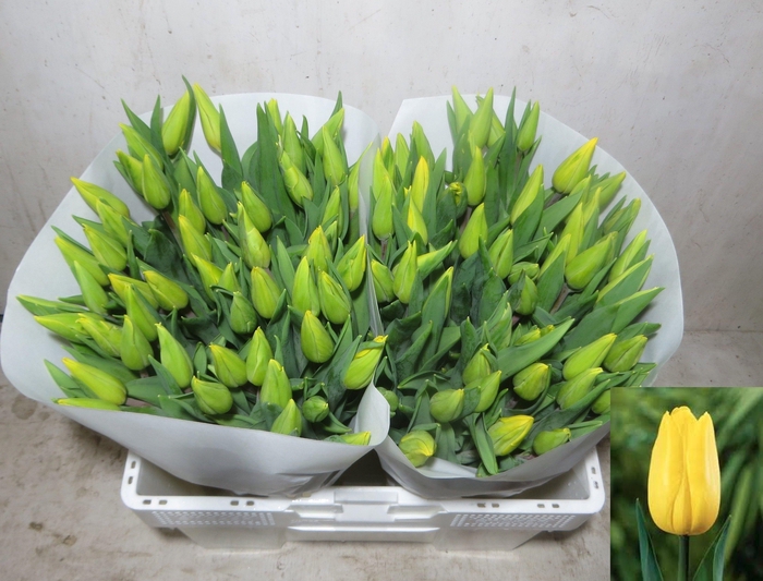 <h4>TU EN STRONG GOLD</h4>