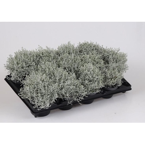 CALOCEPHALUS BROWNII p10.5