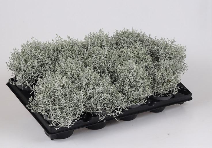 <h4>CALOCEPHALUS BROWNII p10.5</h4>