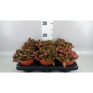 Fittonia verschaf. 'Forest Flame'