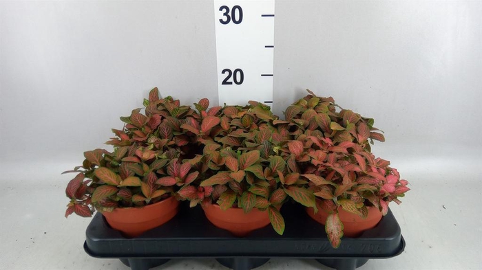 Fittonia verschaf. 'Forest Flame'