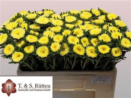 <h4>Callistephus Mats Yellow</h4>