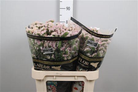 <h4>Lim S Apricot Sun Birds</h4>