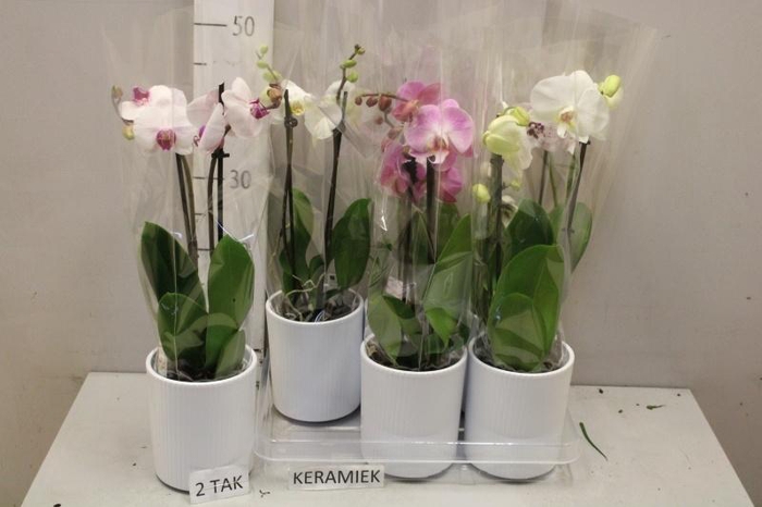 <h4>ARR PHAL MT</h4>