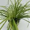 Carex 'Everillo'