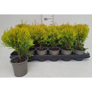 THUJA O OV