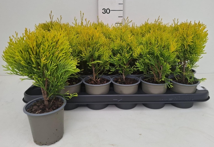 <h4>THUJA O OV</h4>