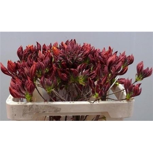 Rhododendron Dark Orange