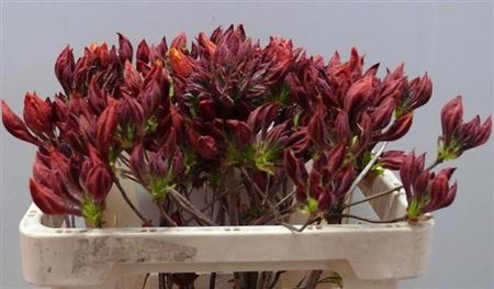 <h4>Rhododendron Dark Orange</h4>