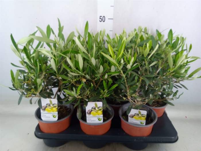 <h4>Olea europaea</h4>