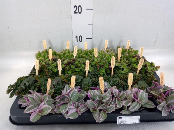 <h4>Planten ..mix</h4>