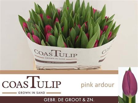 <h4>Tu En Pink Ardour Coast</h4>