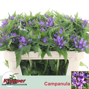 CAMP GL ANOESKA X50