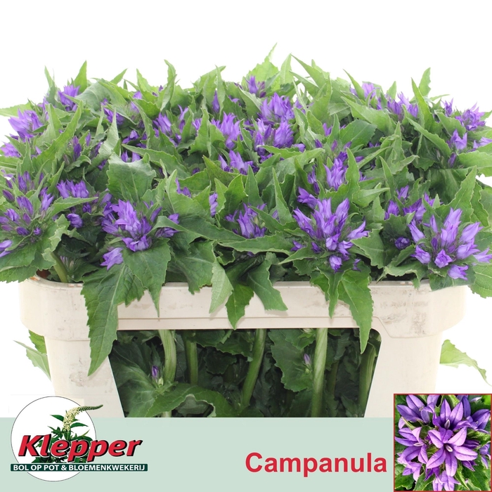 <h4>CAMP GL ANOESKA</h4>