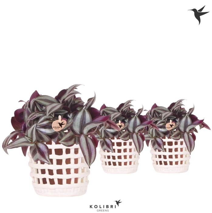 <h4>Kolibri Greens Tradescantia Zebrina in Mesh pot white</h4>