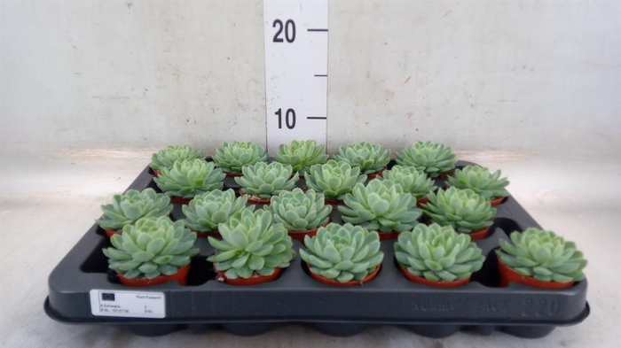 <h4>Echeveria elegans</h4>